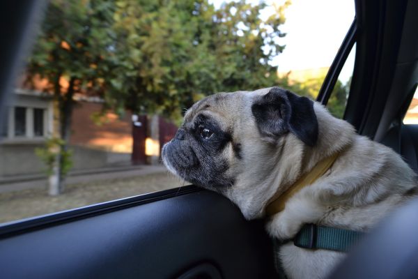 Manche Hunde lieben Autofahren. - Foto: Heszter auf pixabay.com (2454587)