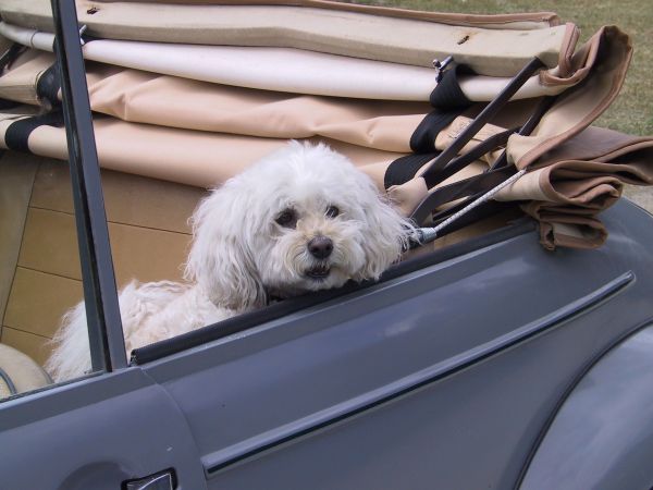 Hund raus und Dach zu vor der Wäsche. / Foto: pixabay.com (289007)