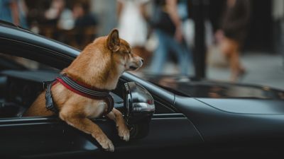 Auch für diesen Hund gibt es eine geeignete Sicherung. - Foto: unsplash.com